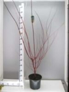 Acer pal. 'Sangokaku' 100-125 cm cont. 7,5L