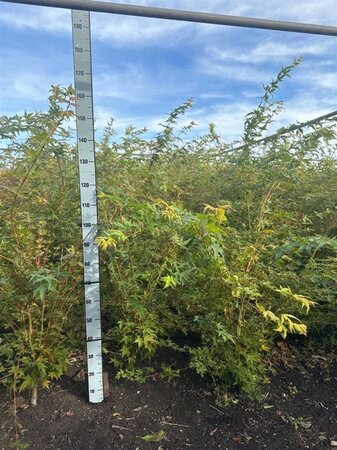 Acer pal. 'Sangokaku' 100-125 cm met kluit
