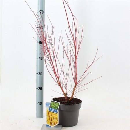Acer pal. 'Sangokaku' 50-60 cm cont. 3,0L - afbeelding 1