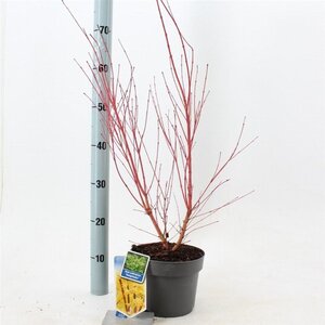 Acer pal. 'Sangokaku' 50-60 cm cont. 3,0L