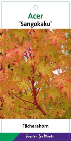 Acer pal. 'Sangokaku' 60-80 cm cont. 5,0L - afbeelding 10