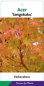 Acer pal. 'Sangokaku' 60-80 cm cont. 5,0L - afbeelding 10