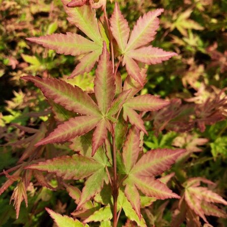 Acer pal. 'Sangokaku' 60-80 cm cont. 5,0L - afbeelding 6