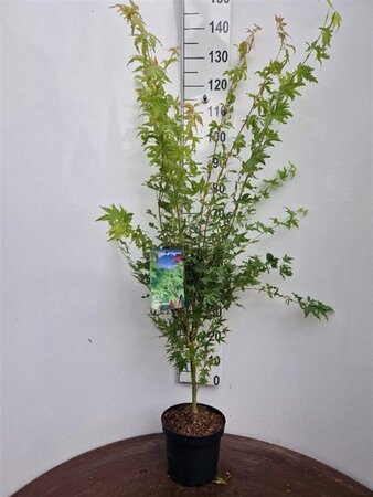 Acer pal. 'Sangokaku' 60-80 cm cont. 5,0L - afbeelding 7