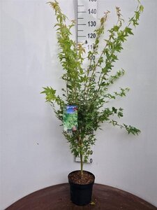 Acer pal. 'Sangokaku' 60-80 cm cont. 5,0L - afbeelding 7