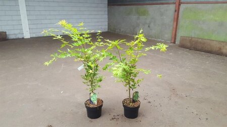 Acer pal. 'Sangokaku' 60-80 cm cont. 5,0L - afbeelding 5