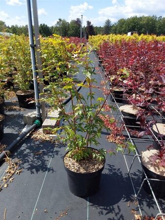 Acer pal. 'Sangokaku' 60-80 cm cont. 5,0L - afbeelding 8