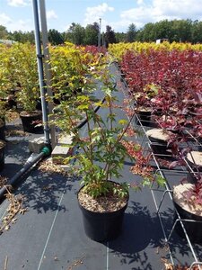 Acer pal. 'Sangokaku' 60-80 cm cont. 5,0L - afbeelding 8