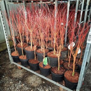 Acer pal. 'Sangokaku' 60-80 cm cont. 5,0L - afbeelding 4