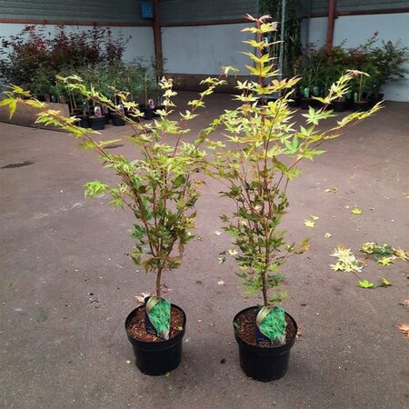 Acer pal. 'Sangokaku' 60-80 cm cont. 5,0L - afbeelding 3