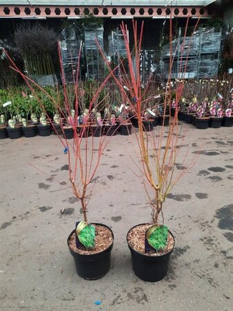 Acer pal. 'Sangokaku' 60-80 cm cont. 5,0L - afbeelding 2
