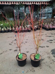 Acer pal. 'Sangokaku' 60-80 cm cont. 5,0L - afbeelding 2