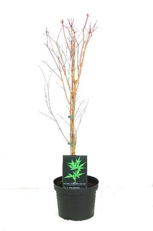 Acer pal. 'Sangokaku' 60-80 cm cont. 5,0L - afbeelding 9