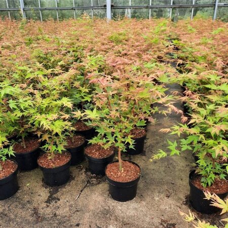 Acer pal. 'Sangokaku' 60-80 cm cont. 5,0L - afbeelding 10