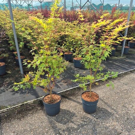 Acer pal. 'Sangokaku' 80-100 cm cont. 10L - afbeelding 7