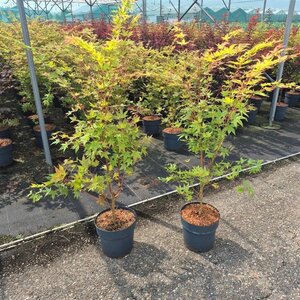Acer pal. 'Sangokaku' 80-100 cm cont. 10L - afbeelding 7