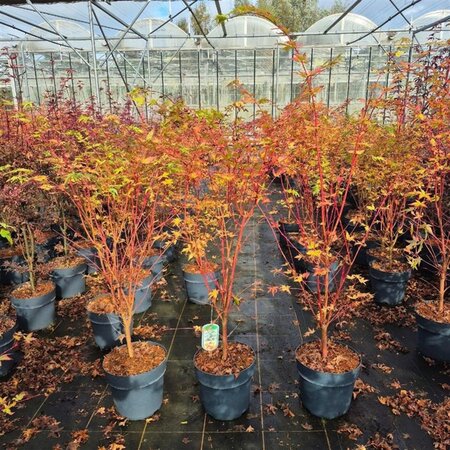 Acer pal. 'Sangokaku' 80-100 cm cont. 10L - afbeelding 6