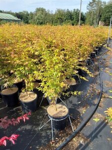 Acer pal. 'Sangokaku' 80-100 cm cont. 10L - afbeelding 9