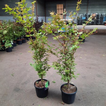 Acer pal. 'Sangokaku' 80-100 cm cont. 10L - afbeelding 6