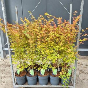 Acer pal. 'Sangokaku' 80-100 cm cont. 10L - afbeelding 2