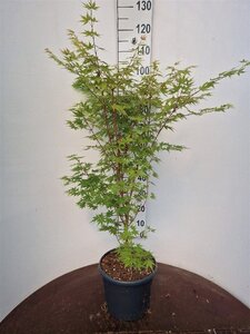 Acer pal. 'Sangokaku' 80-100 cm cont. 10L - afbeelding 8