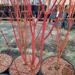 Acer pal. 'Sangokaku' 80-100 cm cont. 10L - afbeelding 5