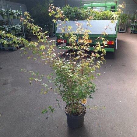 Acer pal. 'Sangokaku' 80-100 cm cont. 10L - afbeelding 4