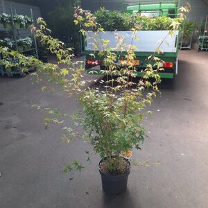Acer pal. 'Sangokaku' 80-100 cm cont. 10L - afbeelding 4