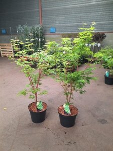 Acer pal. 'Sangokaku' 80-100 cm cont. 10L - afbeelding 3