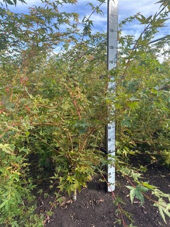 Acer pal. 'Sangokaku' 80-100 cm met kluit
