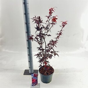 Acer pal. 'Skeeter's Broom' 40-50 cm cont. 3,0L - afbeelding 5