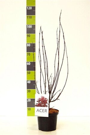 Acer pal. 'Skeeter's Broom' 50-60 cm cont. 4,0L