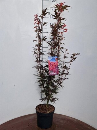 Acer pal. 'Skeeter's Broom' 50-60 cm cont. 5,0L - afbeelding 6