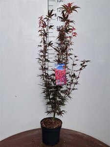 Acer pal. 'Skeeter's Broom' 50-60 cm cont. 5,0L - afbeelding 6