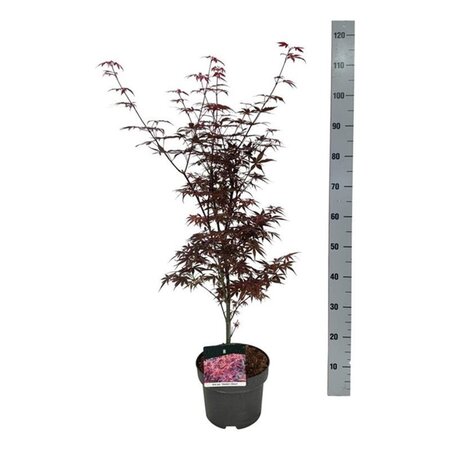Acer pal. 'Skeeter's Broom' 50-60 cm cont. 5,0L - afbeelding 1