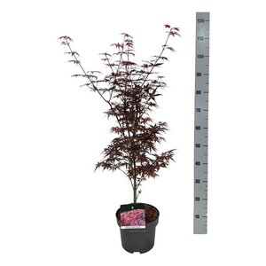 Acer pal. 'Skeeter's Broom' 50-60 cm cont. 5,0L