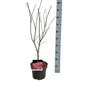 Acer pal. 'Skeeter's Broom' 50-60 cm cont. 5,0L - afbeelding 2