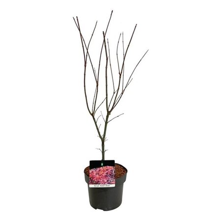 Acer pal. 'Skeeter's Broom' 50-60 cm cont. 5,0L - afbeelding 3
