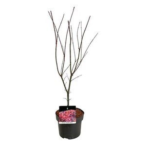 Acer pal. 'Skeeter's Broom' 50-60 cm cont. 5,0L - afbeelding 3