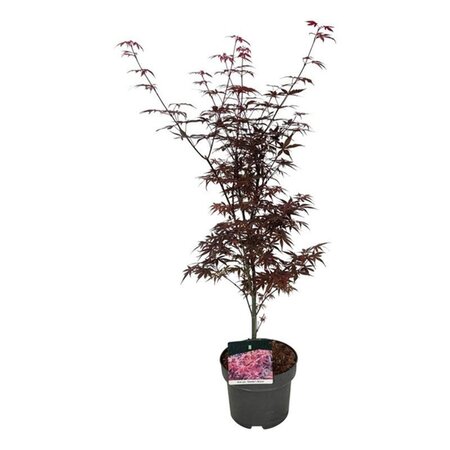 Acer pal. 'Skeeter's Broom' 50-60 cm cont. 5,0L - afbeelding 4
