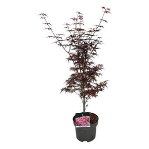 Acer pal. 'Skeeter's Broom' 50-60 cm cont. 5,0L - afbeelding 4