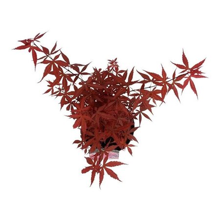 Acer pal. 'Skeeter's Broom' 50-60 cm cont. 5,0L - afbeelding 5