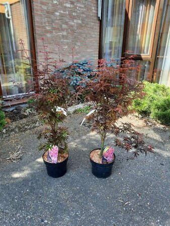 Acer pal. 'Skeeter's Broom' 60-80 cm cont. 5,0L - afbeelding 1
