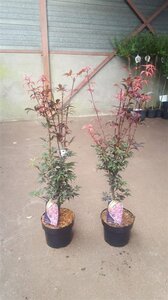 Acer pal. 'Skeeter's Broom' 60-80 cm cont. 5,0L - afbeelding 2