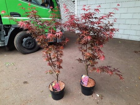 Acer pal. 'Skeeter's Broom' 60-80 cm cont. 5,0L - afbeelding 4