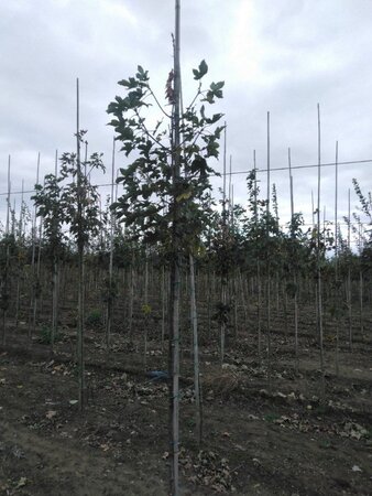 Acer pseudoplatanus 6-8 Hoogstam wortelgoed - afbeelding 5