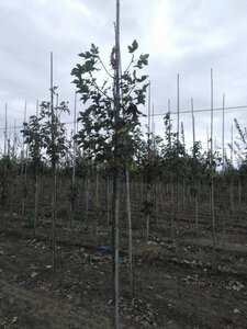 Acer pseudoplatanus 6-8 Hoogstam wortelgoed - afbeelding 5