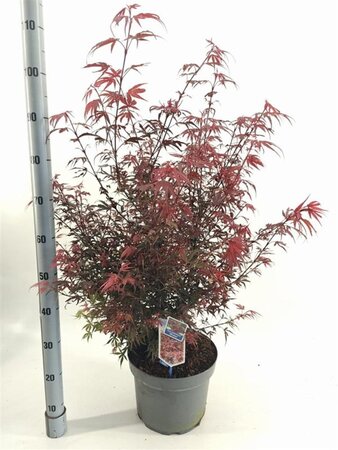 Acer pal. 'Shaina' 40-50 cm cont. 10L - afbeelding 3