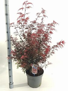 Acer pal. 'Shaina' 40-50 cm cont. 10L - afbeelding 3