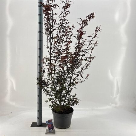 Acer pal. 'Shaina' 40-50 cm cont. 10L - afbeelding 4